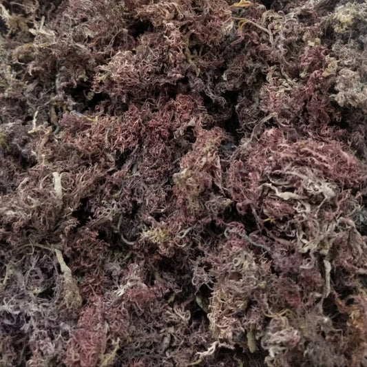 Raw WildCrafted Purple Sea Moss